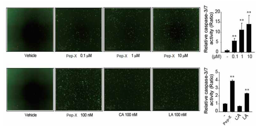 hTERT 표적 펩타이드의 세포자가사멸 효과 in vitro (caspase 3/7 activity)
