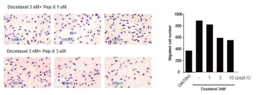 hTERT 표적 펩타이드의 도세탁셀 병용 LNCaP 세포 이동능 억제 효과 평가