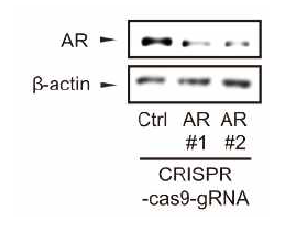 CRISPR-cas9 시스템을 이용한 AR DNA 편집
