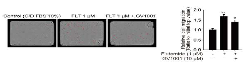 GV1001의 AR 활성화에 의한 세포 이동능 억제효과