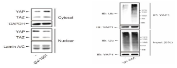 GV1001 처치에 의한 YAP1의 세포질 정체 및 단백분해 유도(불활성화)