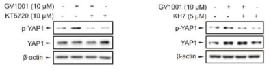 Gαs-cAMP 신호를 경유한 GV1001의 YAP1 인산화
