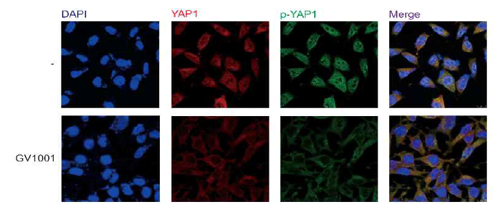 GV1001의 YAP1 세포질 축적 유도