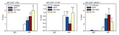 AR 및 YAP1 타겟 유전자 프로모터 결합능 평가 (ChIP)