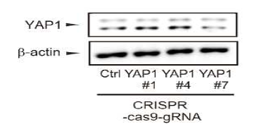 CRISPR-cas9 시스템을 이용한 YAP1 결핍 LNCaP 세포주 구축(western blot)