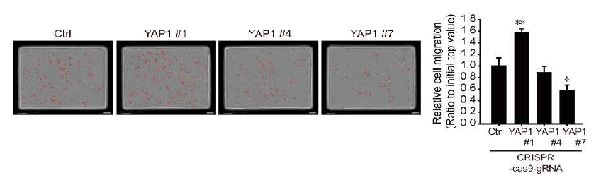 YAP1 결핍 LNCaP 세포주 이동능 평가