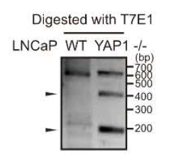 CRISPR-cas9 시스템을 이용한 YAP1 결핍 LNCaP 세포주 구축(T7E1 assay)