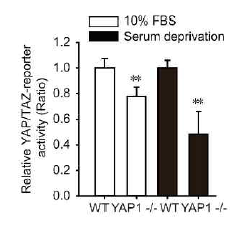 YAP1 결핍 LNCaP 세포주의 YAP/TAZ 리포터 활성 평가