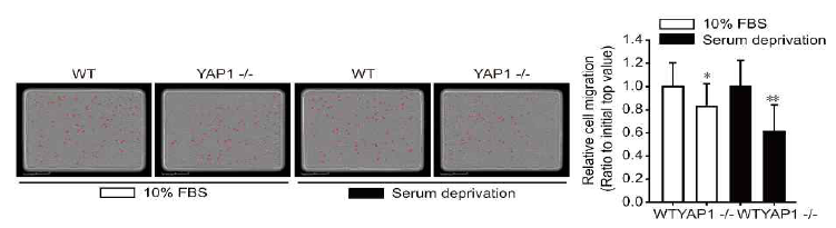YAP1 결핍 LNCaP 세포주의 이동능 억제 효과