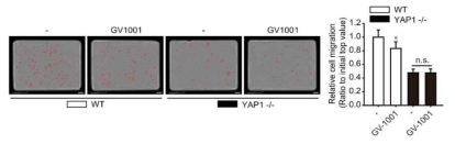 YAP1 결핍 LNCaP 세포주에서 GV1001에 의한 이동능 억제 효과