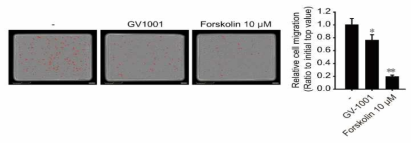LNCaP 세포주에서 forskolin에 의한 이동능 억제 효과