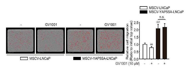 YAP5SA 발현 LNCaP 세포주에서 GV1001의 세포 이동능 억제 평가