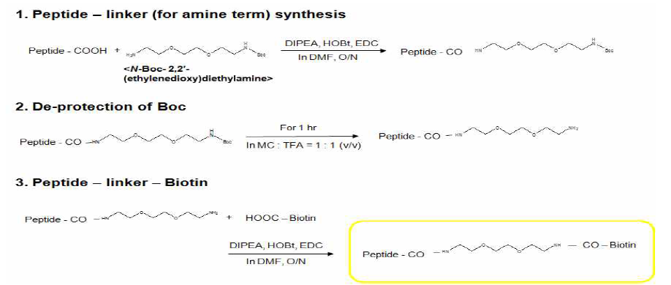 hTERT 표적 단백질-Biotin conjugation 합성 과정