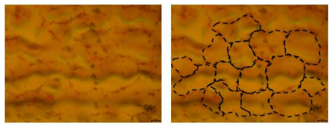 240 ℃, 15분 동안 가시화 기술을 적용한 이미지(왼쪽)와 이를 토대로 그래핀의 도메인을 추정 검은 dash line으로 표현한 이미지(오른쪽)