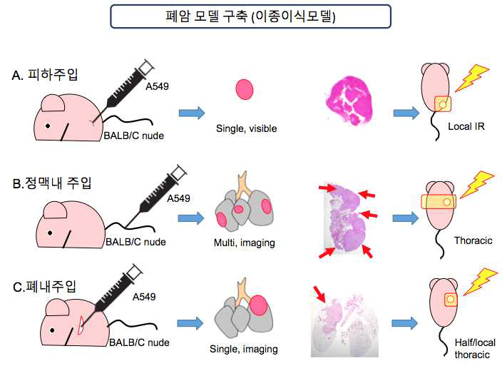 동종이식에 의한 폐암 종양 모델 및 각 모델에서 적용 가능한 방사선 조사법의 모식도