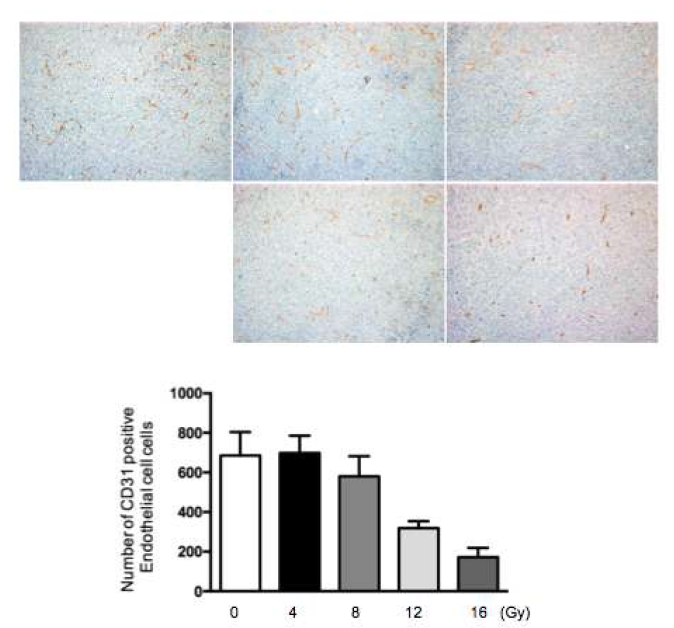 방사선 선량별 종양 내 혈관세포수의 정량화