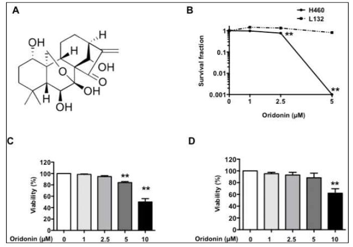 방사선 민감제 oridonin의 사람 폐상피세포주 L132와 사람 폐암세포주 H460에서 세포독성 평가