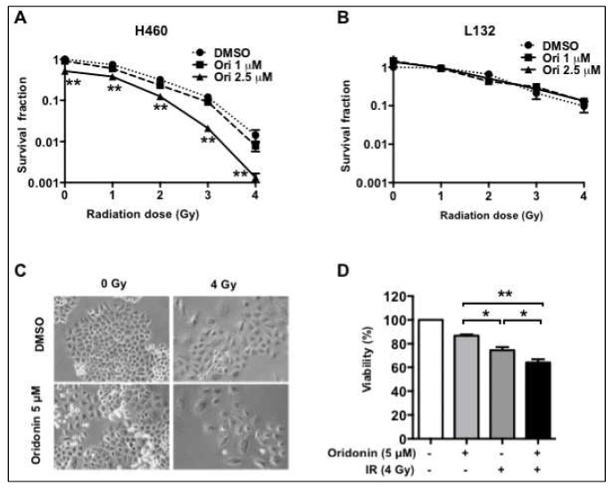 정상 폐상피세포와 폐암세포주에서 oridonin의 방사선 민감도 평가