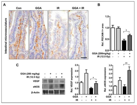 소장 혈관내피 세포의 방사선 민감도 기전 및 민감도 조절제 후보 (Geranylgeranylacetone)의 효능 연구