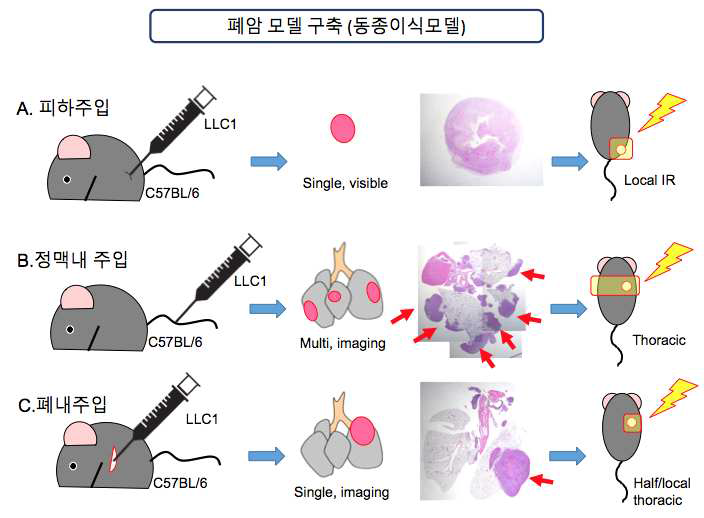 이종이식에 의한 폐암 종양 모델 및 각 모델의 특성