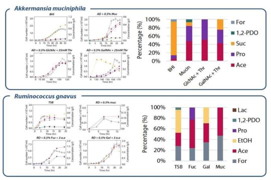A. muciniphila와 R. gnavus 의 영양원에 따른 생장곡선 및 발효산물 프로파일링