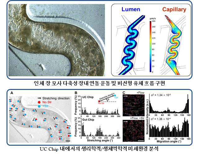 생리학적/생체역학적 미세환경을 구현한 신규디자인의 UC-on-a-chip