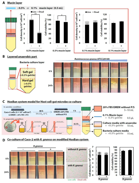 대장상피세포주(Caco-2 cell)와 혐기미생물의 공배양을 위한 HoxBan 시스템 조건 확립 (*, p<0.05, Student’s t-test에 의한 통계 분석 진행)