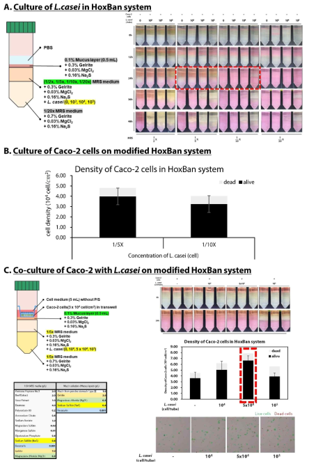 대장 상피 세포주 (Caco-2 cell)와 혐기미생물(LAB)의 공배양을 위한 HoxBan system 조건 확장