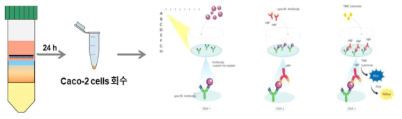 HoxBan system에서 배양된 대장상피세포의 NF-κB 활성 및 tight junction 단백질 수준 측정