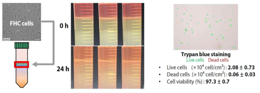 HoxBan system에서 human normal colon epithelial cells (FHC)의 배양