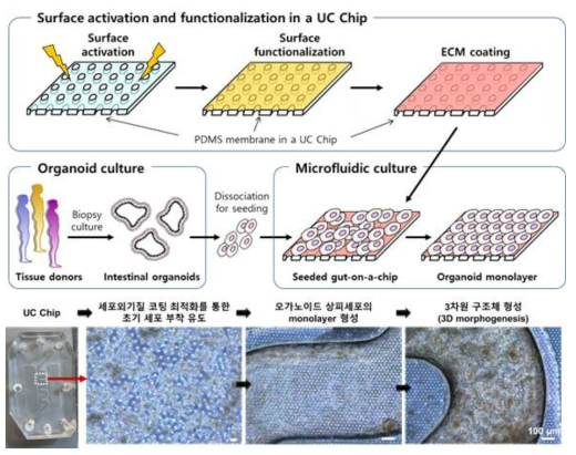 UC Chip 내에서의 UC 환자 유래 오가노이드 상피세포 배양 조건의 최적화