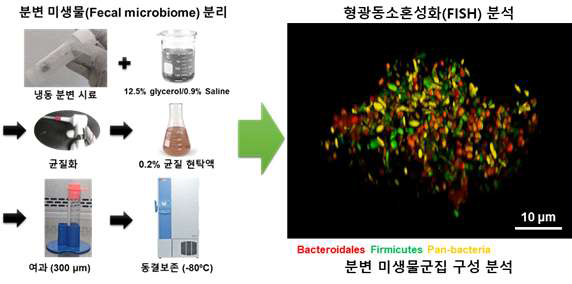 분변시료에서 분변미생물 분리를 위한 프로토콜 (좌) 및 FISH 방법을 이용하여 visualization을 수행한 분변미생물의 microcolony (우)