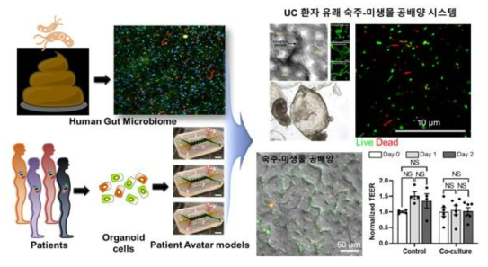 UC환자 유래 숙주-미생물 공배양 조건 확립. 분변미생물로부터 채취한 장내미생물을 환자 유래 세포를 함유한 UC Chip에 주입하여 공배양을 수행하기 위한 개념도. (좌). 오가노이드 유래 장 상피세포 및 장내미생물을 UC Chip 내부에 주입하여 공배양을 수행하고, 이에 따른 상피세포의 장벽기능에 큰 변화없이 숙주-미생물 공배양이 성공적으로 수행되었음을 확인함 (우)