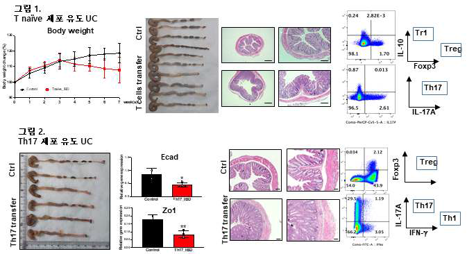 T naive 및 Th17 세포 유래 UC 유도 동물모델 확립