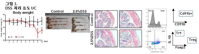 DSS 화합물 이용한 UC 동물모델 확립