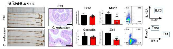 Citrobacter rodentium-장 감염균 유도 UC 동물모델 확립
