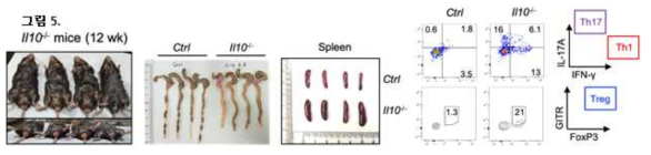 IL-10 유전자 결핍 마우스 UC 동물모델 확립