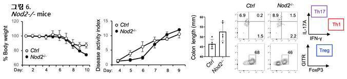 Nod2 유전자 결핍 마우스 UC 동물모델 확립