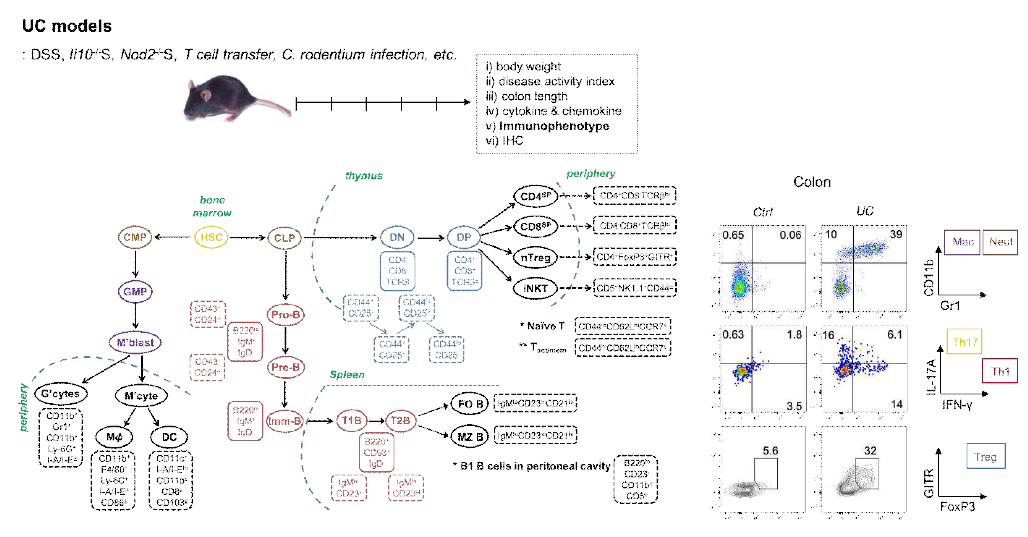 UC 동물모델 면역표현형 분석시스템 및 파라미터