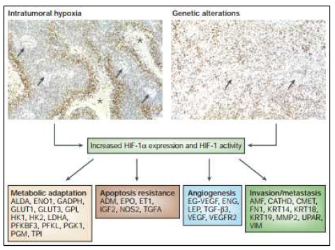 Genes that are transcriptionally activated by HIF-1α