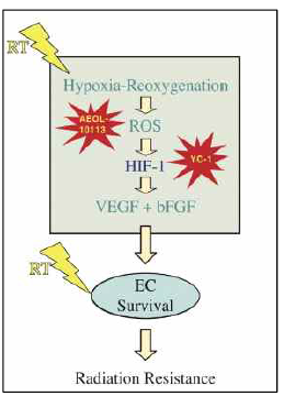 방사선 치료와 HIF-1의 발현변화