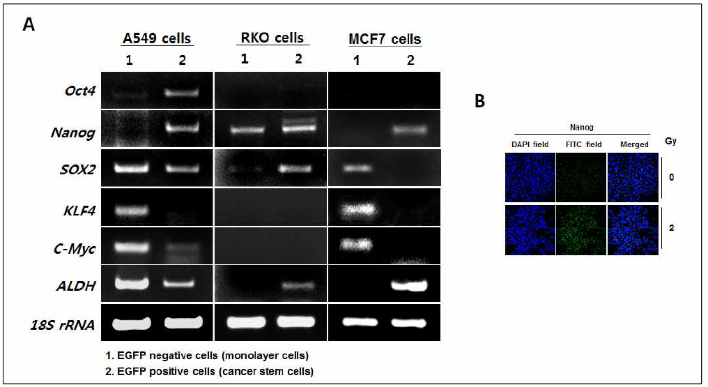 Isolation and characterization of cancer stem cells from various cancer cells including MCF7, RKO, and HeLa cells