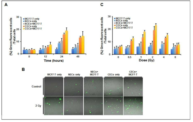 Irradiated cancerous endothelial cells derived from breast cancer tissue triggers breast cancer stem cells