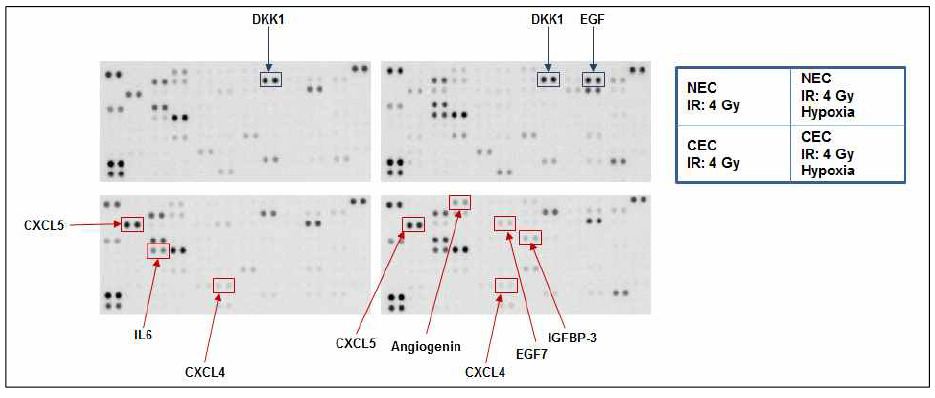 Radiation-induced cytokine in normal and cancer endothelial cells under normoxia and hypoxia