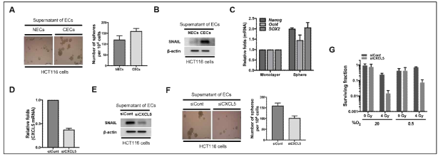 Effect of CXCL5 secreted from cancer endothelial cells isolated from colorectal cancer tissues on radioresistance of colorectal cancer cells under normoxia and hypoxia