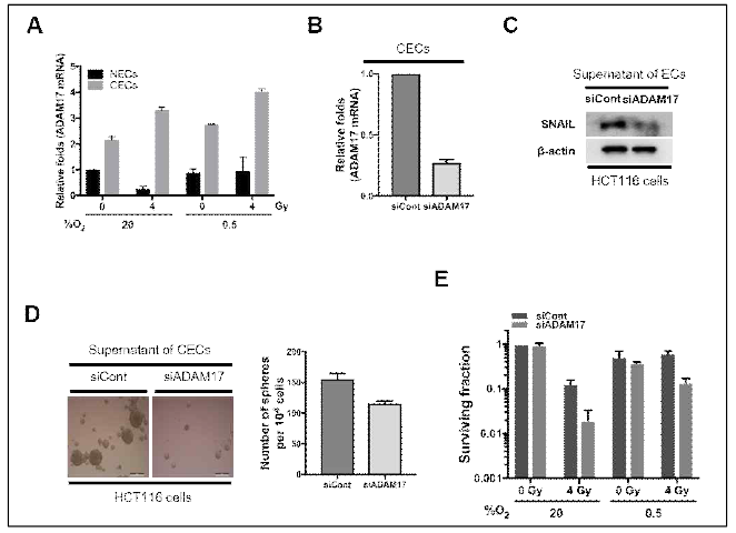 Effect of ADAM17 secreted from cancer endothelial cells isolated from colrectal cancer tissues on radioresistance of colrectal cancer cells under normoxia and hypoxia