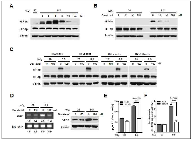 Effect of docetaxel on HIF-1α expression and its transactivation