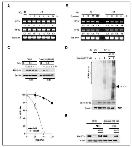 Docetaxel increases proteasome-mediated degradation of HIF-1α in cancer cells under hypoxia