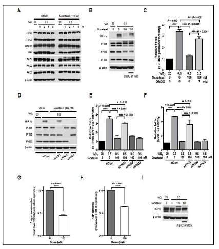 Docetaxel increases PHD1 activation-mediated degradation of HIF-1α in cancer cells under hypoxia