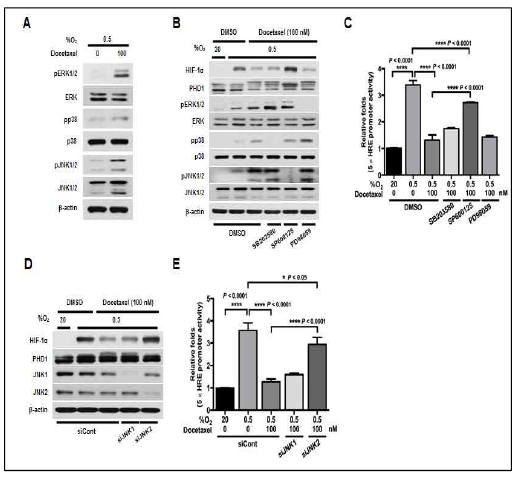 JNK2 is required to docetaxel-induced PHD1-mediated degradation of HIF-1α in cancer cells under hypoxia